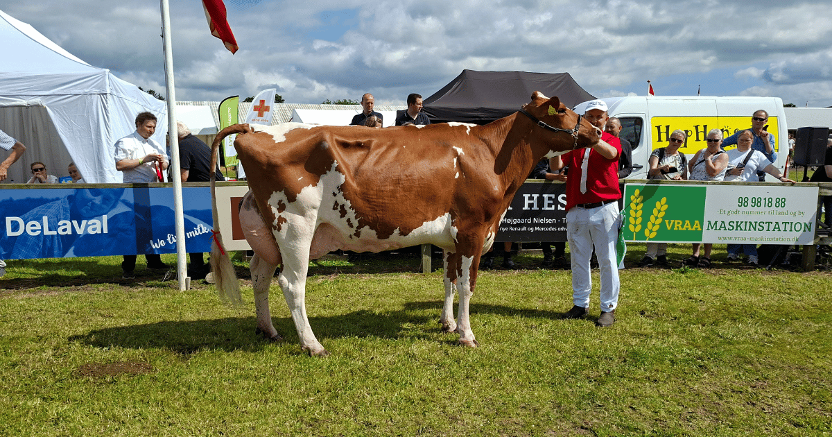 Ældre Modelko DRH Borup holstein Kat 326. Far.  Doral Red