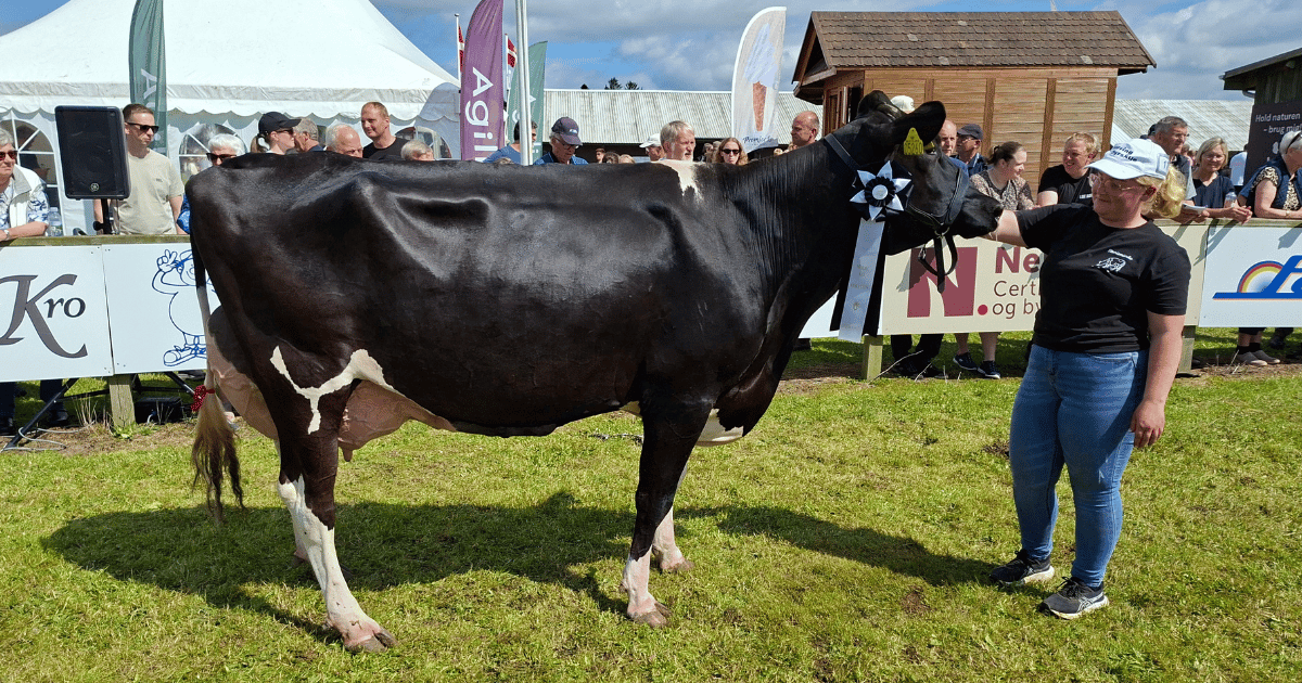 Ældre modelko Holstein Stenisminde v. Fam Andersen kat. 177. Far VH Stool
