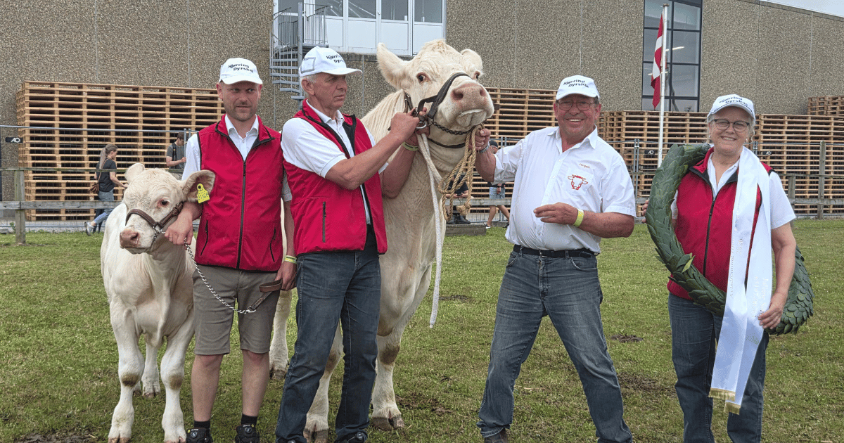 Avlsdronninger_charolais
