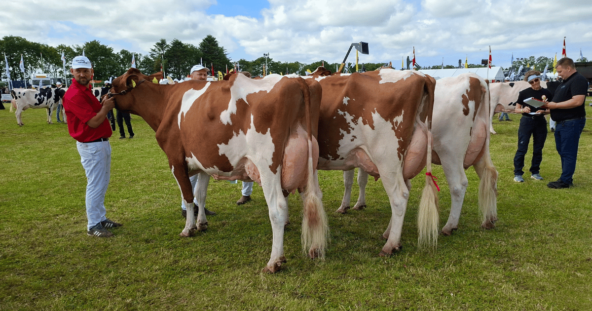 Bedste besætningsgruppe DRH Borup Holstein