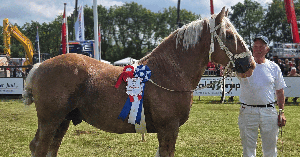Bedste hingst_26
