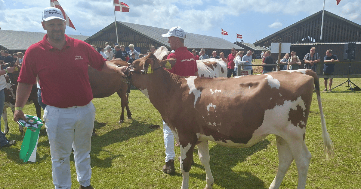 Bedste kvie DRH Bundgaardsminde Holstein kat. 345 Far Boogie