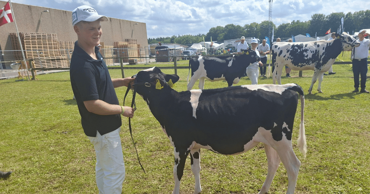 Bedste kvie Holstein Ma-Si Holstein kat 228 Far. Ambrose