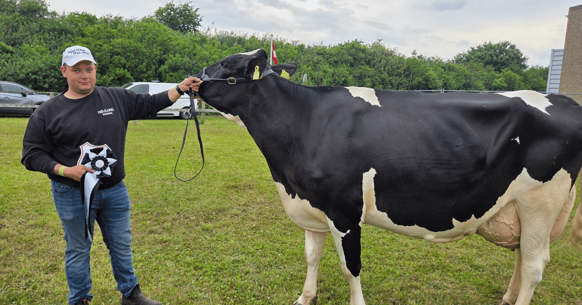 Superko Holstein