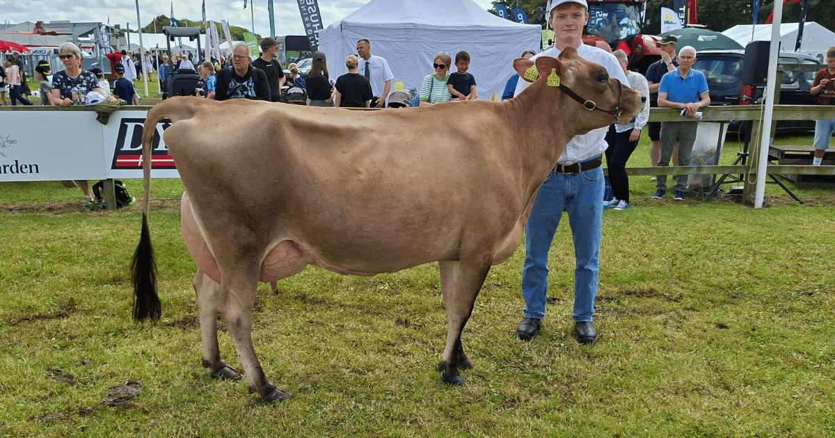 Yngre modelko Jersey Alstrup I_S kat. 267 VJ Kasino datter