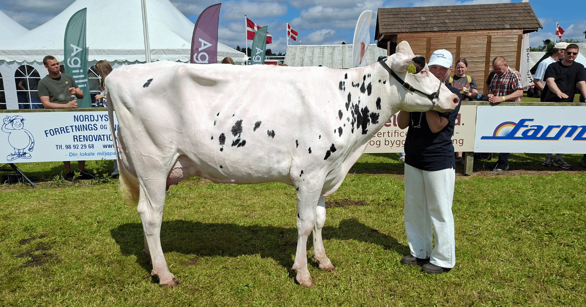 Yngre modelko og bedste fremtidsko Holstein. Stensminde holstein kat 196. Far Dani P