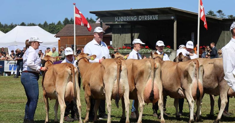 1200x630 Hjørring Dyrskue jersey