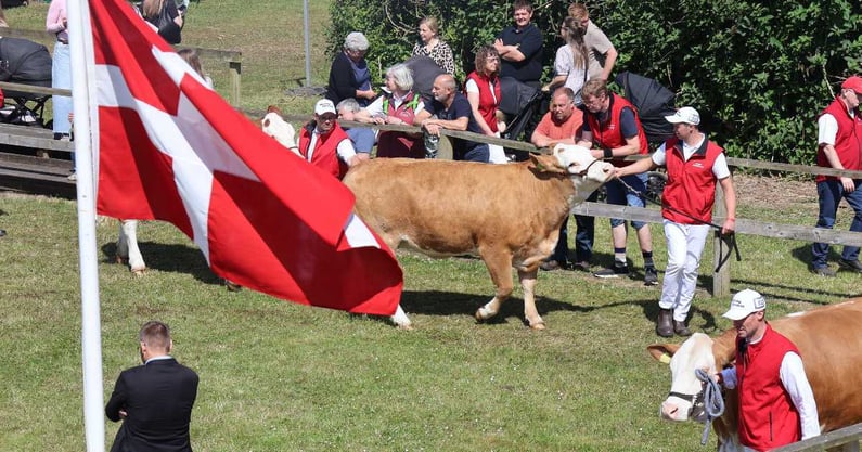 1200x630 Hjørring Dyrskue kødkvæg 01